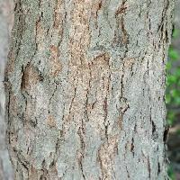 クスドイゲ属 暗褐色
樹皮は成木ではささくれ立つ