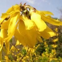 レンギョウ属 早春鮮やかな黄色の花