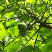 オニグルミ属 秋 緑色で球形の実