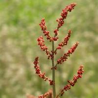 ギシギシ属 早春　赤茶色の粒状の小さな花が多数つく