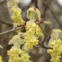 トサミズキ属 早春　コウヤミズキの黄色い花