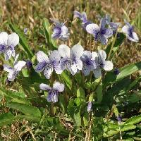 スミレ属 ハリマスミレ