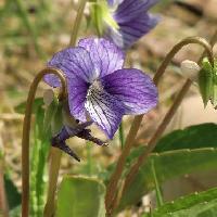スミレ属 春　紫条の多い白みの強い青い花
