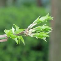 ニシキギ属 横に広がるように出る緑色の新芽