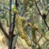 ハンノキ属 早春 赤みを帯びた雌花を枝先につけ黄緑色の雄花は幹よりに付く