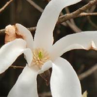 モクレン属 春 白い花