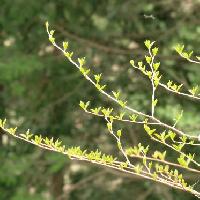 エゴノキ属 小さな明るい黄緑色の新芽を多数つける