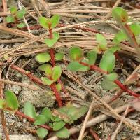 アリノトウグサ属 鮮やかな赤茶色の茎と黄緑色の葉
