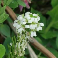 ヤマハタザオ属 春　小さな白い花