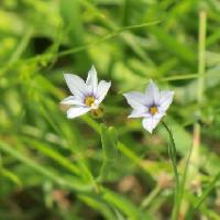 ニワゼキショウ属 晩春～初夏 水色（白っぽい青）の小さな花