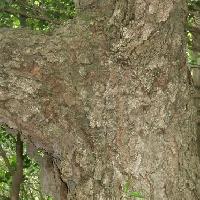 ハンノキ属 老木の樹皮はガザガザに割れる 赤茶褐色