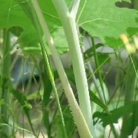 タケニグサ属 白緑色の茎