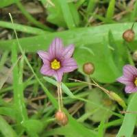 ニワゼキショウ属 春 小さな赤紫の花