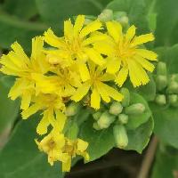 アゼトウナ属 秋から初冬 黄色い花