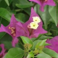 ブーゲンビリア属 初夏から秋 赤紫色の苞　白い花