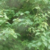 クロウメモドキ属 クマヤナギ