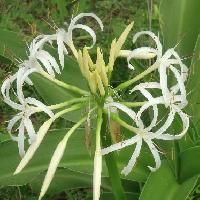 ハマオモト属 夏 細長い花弁の白い花