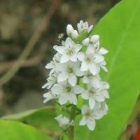 オカトラノオ属 夏　小さな白い花を塔状につける