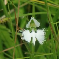 ミズトンボ属 晩夏　鷺が羽を広げたような白い花