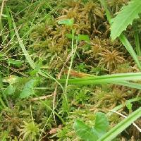 スミレ属 ヒメアギスミレ