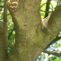 マテバシイ属 白褐色で滑らかな樹皮
