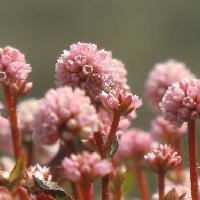 イヌタデ属 秋冬春　ピンクの小さな花を球状につける