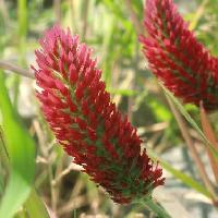 シャジクソウ属 春～初夏　ろうそくの炎のような形の赤い花