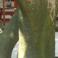 ミカン属 緑褐色　あまり凸凹のない樹皮