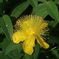 オトギリソウ属 初夏　花糸の目立つ黄色い花