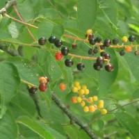 ウワミズザクラ亜属 果実は球形で夏に黄色から赤橙、黒紫と熟す