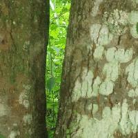 ウワミズザクラ亜属 老木では樹皮は茶褐色になり、縦方向の皮目が目立つ
