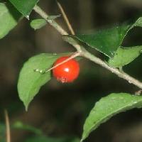 アリドオシ属 秋に赤く熟す実