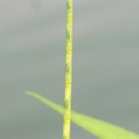 ウシノシッペイ属 竹篦に似た黄緑色の花穂