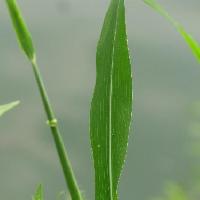 ウシノシッペイ属 20cm近い細長い葉