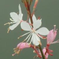 ヤマモモソウ属 ４弁花で蝶が羽を広げたような白ピンクの花　春夏秋