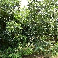 カリア属 ペカン