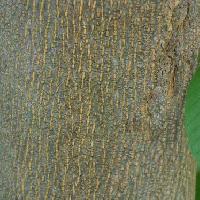 カリア属 緑色の樹皮に褐色の皮目