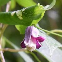 センニンソウ属 初秋　紫色の花