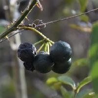 サルトリイバラ属 冬に黒紫に熟す球形の実