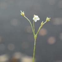アイナエ属 夏にごく小さな白い花