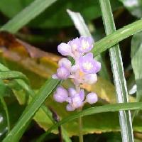 ヤブラン属 夏～初秋 小さな薄紫色の花