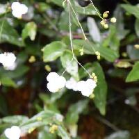 ギバシス属 春～秋　小さな白い花