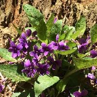 スミレ属 アカネスミレ