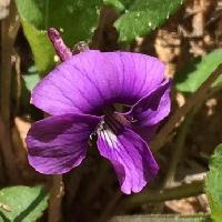 スミレ属 晩春 濃い紫色の花