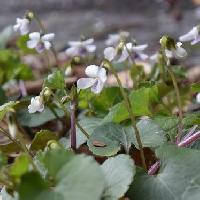 スミレ属 ツボスミレ（ニョイスミレ）