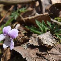スミレ属 エイザンスミレ