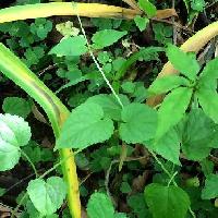 ラショウモンカズラ属 つる状に伸びる茎