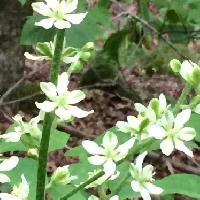 シュロソウ属 晩春～初夏　緑色の筋のある白い花