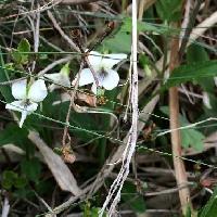 スミレ属 ホソバシロスミレ