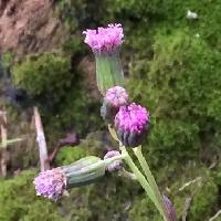 ウスベニニガナ属 早春～晩秋に赤紫ピンクの花